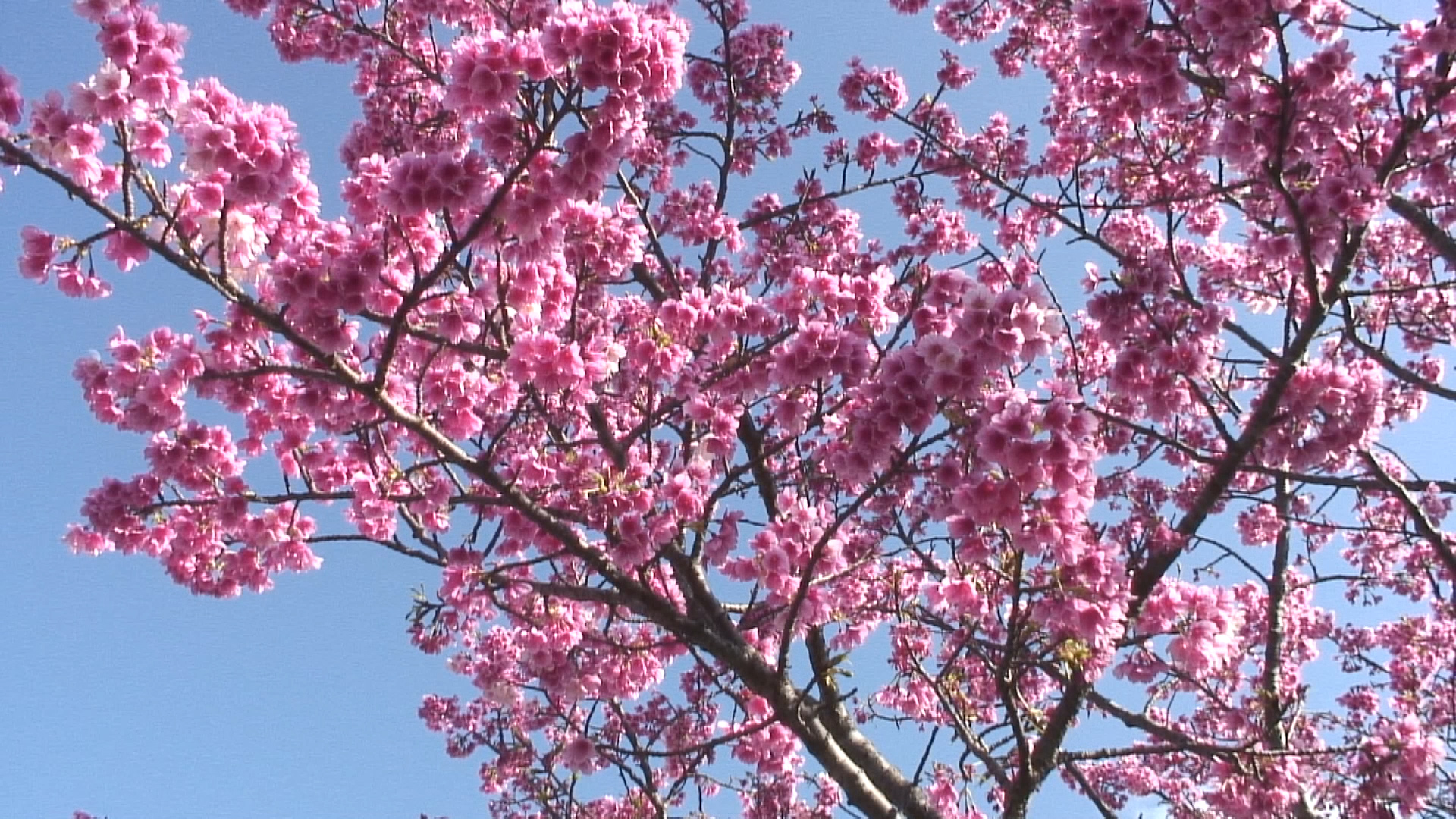 manko park cherry blossoms