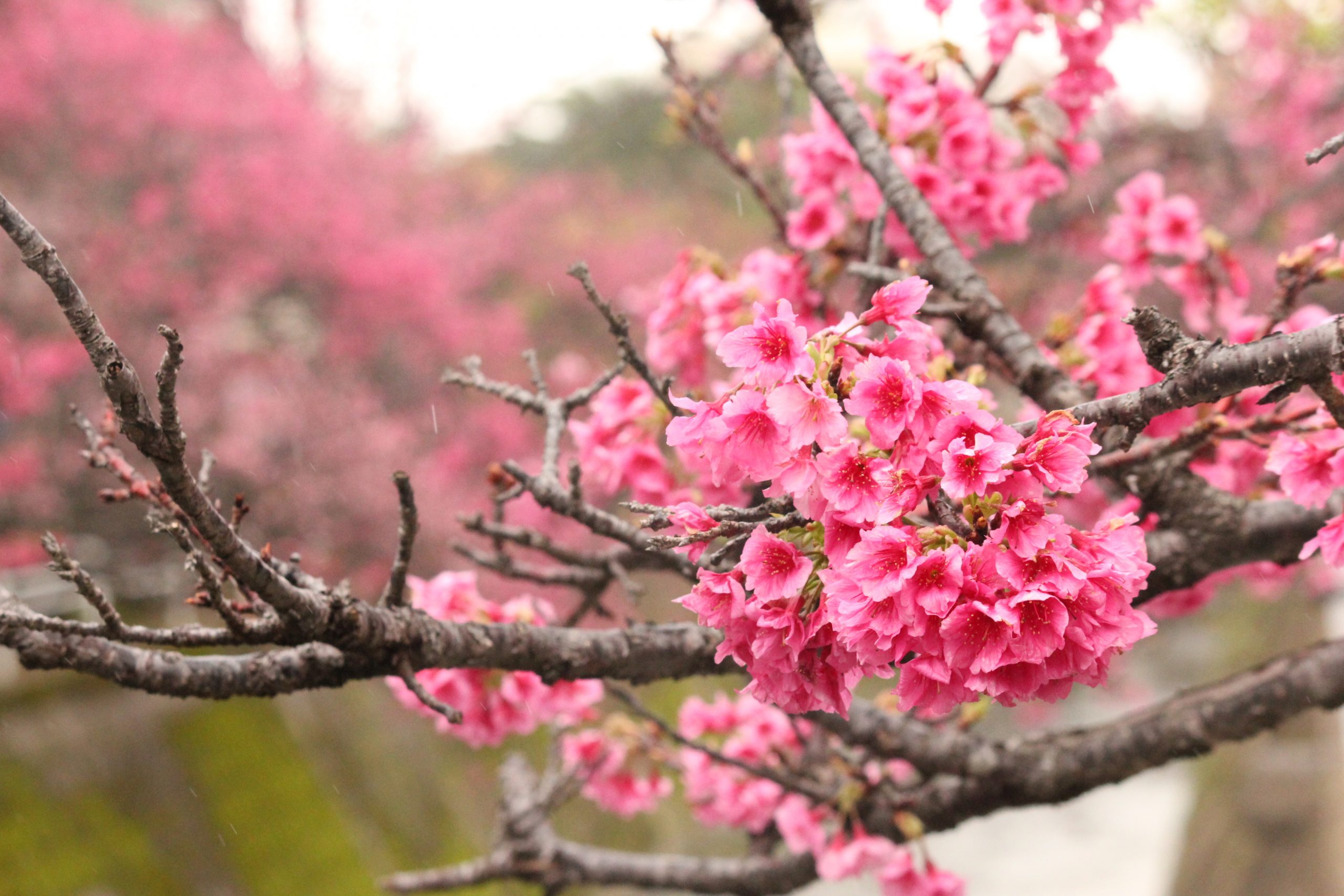 sakura