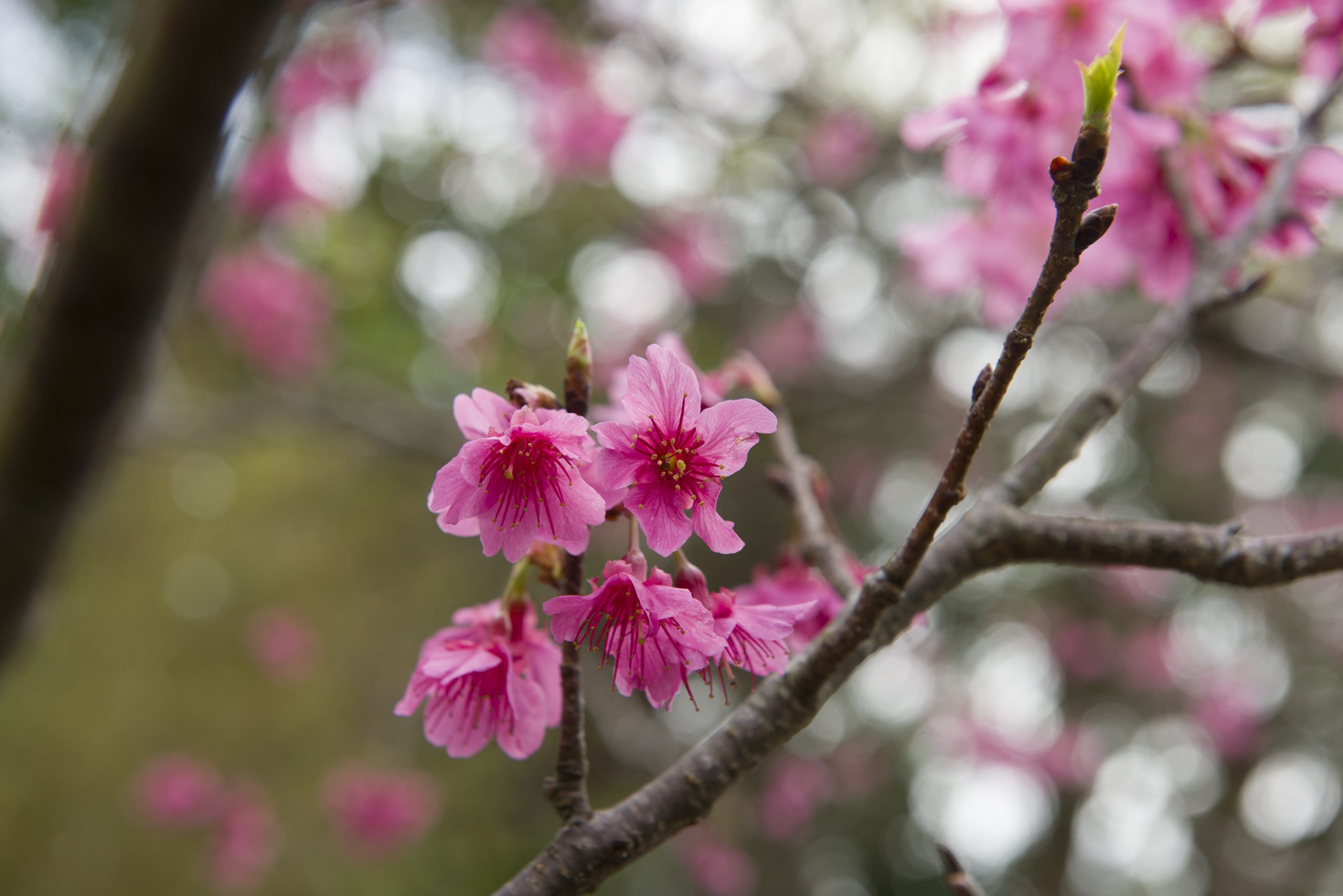 Cherry Blossom